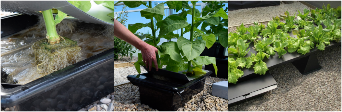 Nutriculture NFT nutrient film technique systems are easy to maintain and give excellent growth of plants